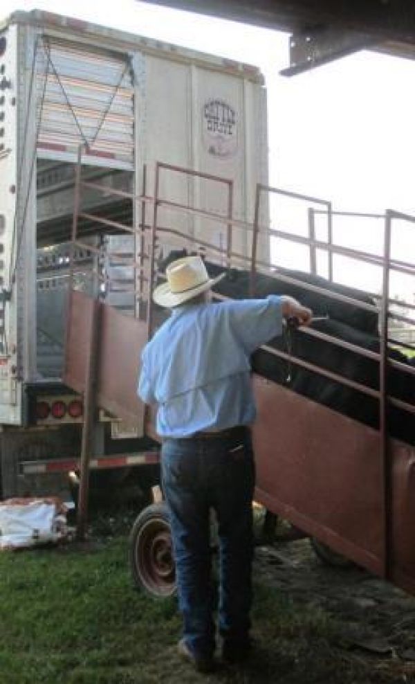 Cattle loading 2